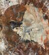 Colorful Petrified Wood Round - Madagascar #61864-1